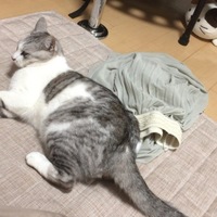 ジル