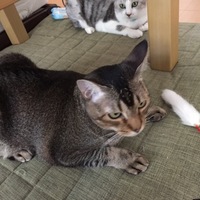 愛之助