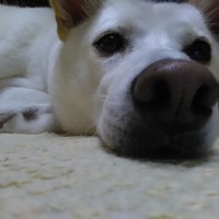 ニコ