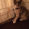 美人なミケ子猫ちゃんの里親募集/10/09更新 サムネイル2