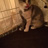 美人なミケ子猫ちゃんの里親募集/10/09更新 サムネイル3