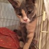美人なミケ子猫ちゃんの里親募集/10/09更新 サムネイル7