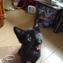 元気いっぱい黒猫