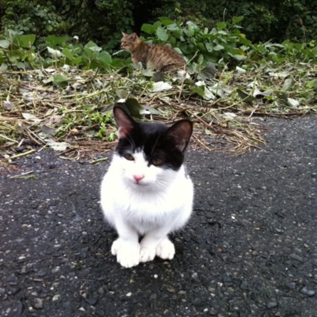 Ito———のカバー写真