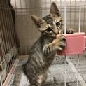 チャームポイントはおでこのM  笑（えむ）ちゃん