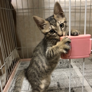 チャームポイントはおでこのM  笑（えむ）ちゃん