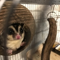 うり