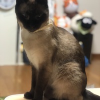 カフェ