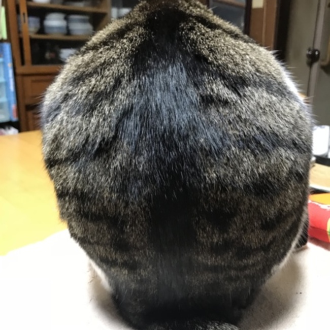 大塚和美のカバー写真