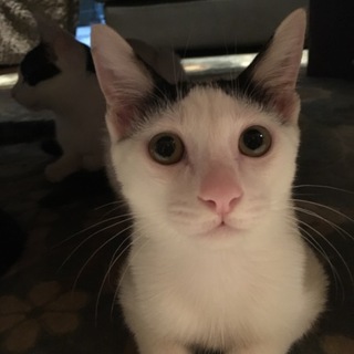 子猫  白黒 ♂食いしん坊 里親募集中