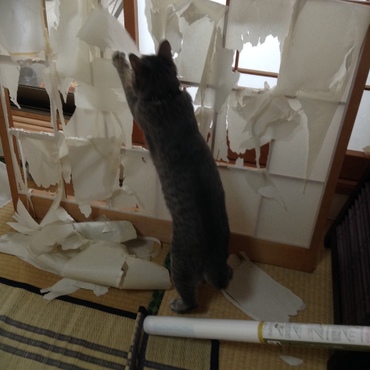 こんな事もあったねー。でも、ダメよって教えたら、二度とやらなかったね。