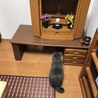 お鈴を鳴らすといつもにゃーんって。あの日はいつもお母さんが座ってる所にキチンと座っていましたね。あの日から３ヶ月目にあなたは天に召されました。あの時、観音様と何を話していたのですか？