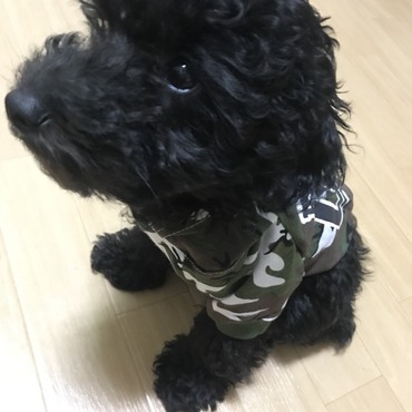 アズゥの写真