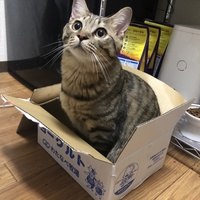 しらす