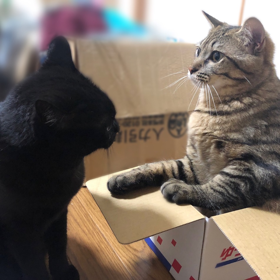 しらすのカバー写真