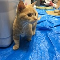 短足猫ちゃん 