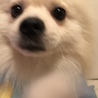 の写真