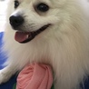 の写真
