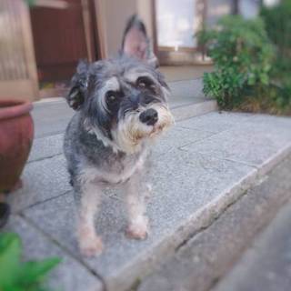 ミニチュアシュナウザーの女の子　大人しい小麦です