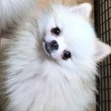 ポメラニアン男の子