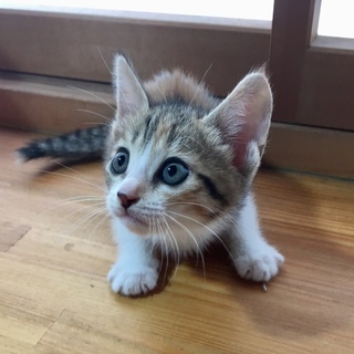 センターより引き出した３兄妹ミケちゃん