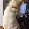 チワックスの女の子です。 サムネイル5