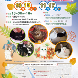 保護ネコ譲渡会 サムネイル1