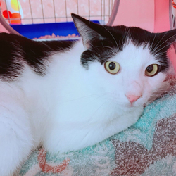 保護ネコ譲渡会 サムネイル3