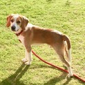 ビーグル犬  雄 9カ月 里親募集中