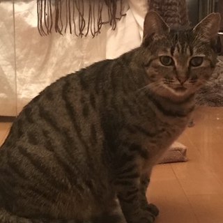 控え目な感じが愛くるしい子です。お見合い可能！