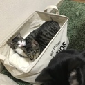 仲良し兄弟 5ヶ月