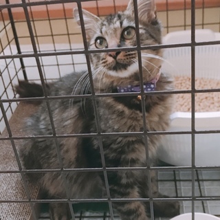 無事に里親さんが決まりました！！人懐っこい子猫です