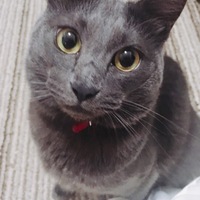 zizi