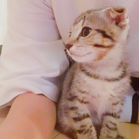 pua