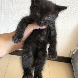 生後２ヶ月の黒猫くん