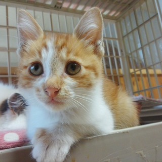 タレ目の茶白「まるおくん」里親様募集～