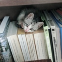 里親を募集しております