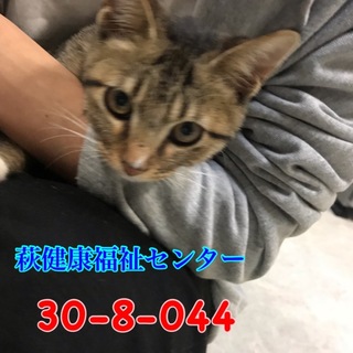 引出しました！人懐っこいキジトラちゃん♡
