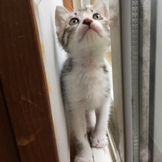センターより引き出した３兄妹キジしろくん