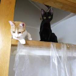 「14日は里親会！」サムネイル3