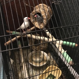 文鳥☆ 障害あり