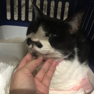 飼い主返還となりました♡有難うございました！