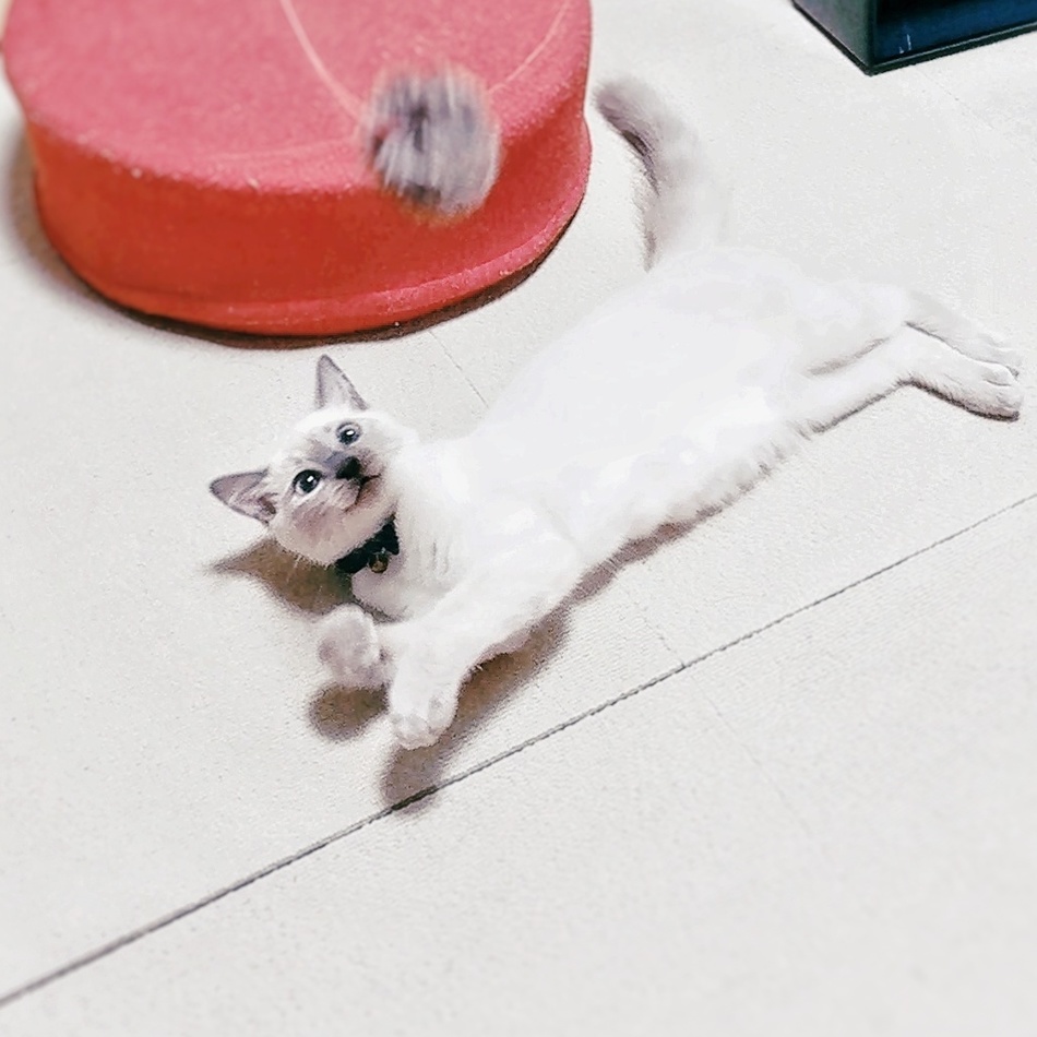チャムのカバー写真