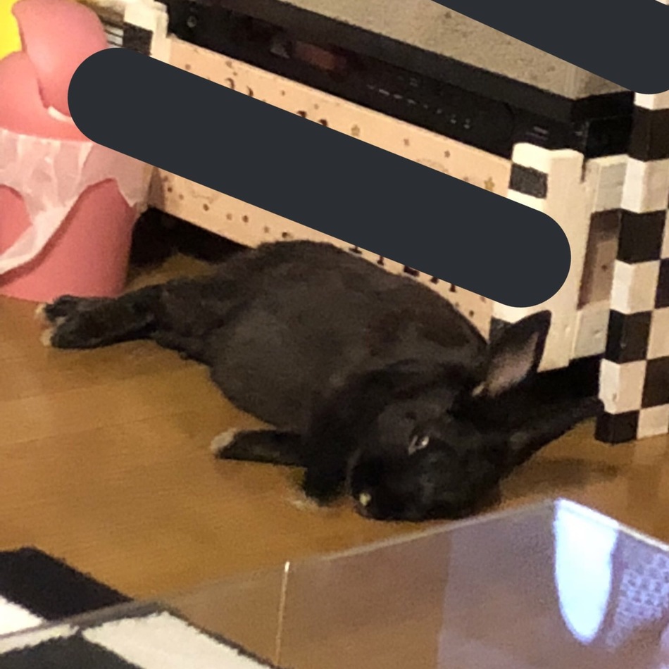 サリーのカバー写真