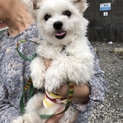 【里親決定しました】2㎏2歳可愛いミックス犬