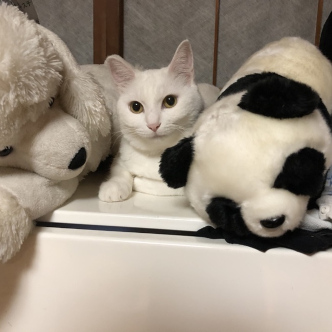 Nabbyのカバー写真