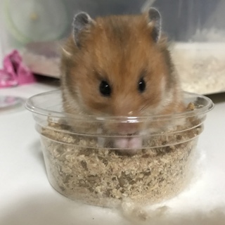 急ぎで里親様を探しております！