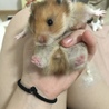 急ぎで里親様を探しております！ サムネイル2