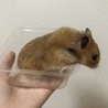 急ぎで里親様を探しております！ サムネイル3