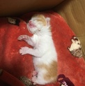 急募、保護してもうちでは飼えない茶白子猫ちゃん